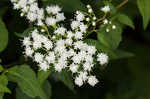 White snakeroot